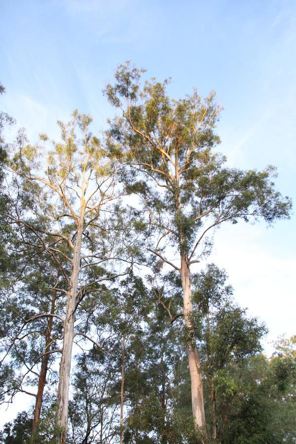 Paperbark Bed & Breakfast Brisbane Exterior photo