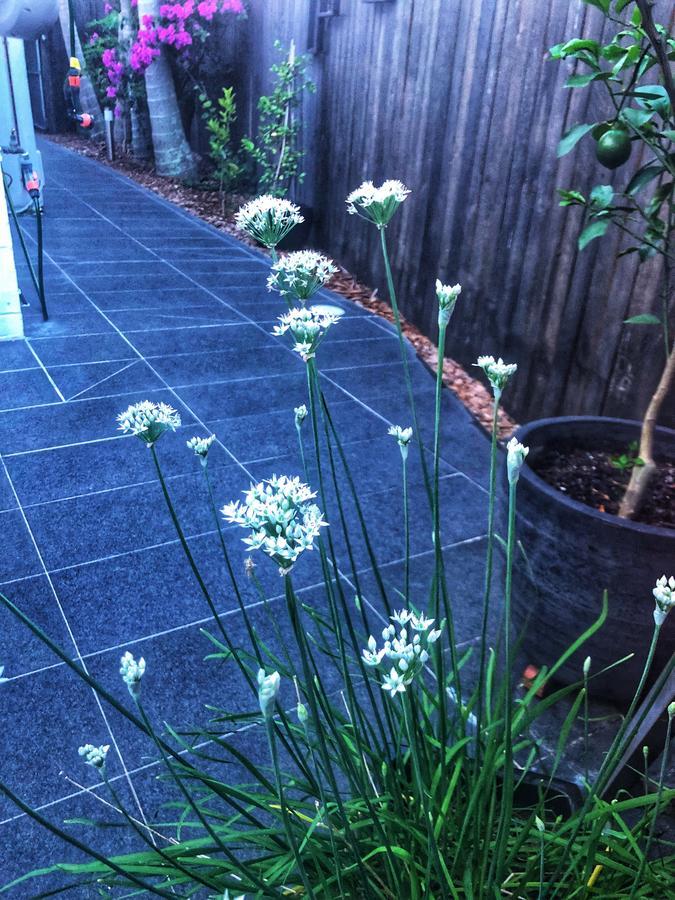 Paperbark Bed & Breakfast Brisbane Exterior photo